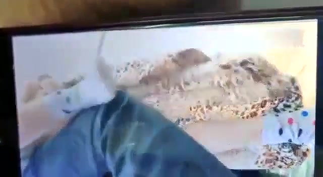 Desi Bhabhi Pussy Licking and Fucking