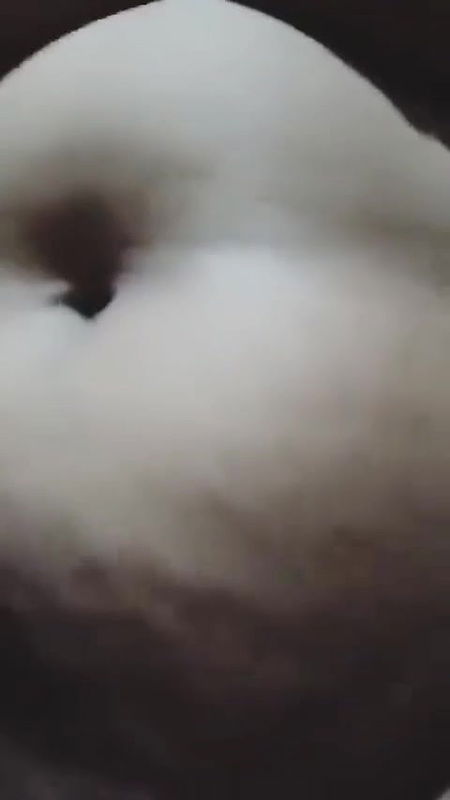 Desi Bhabi sex big boobs sex