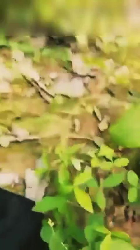 Big Boobs village sex