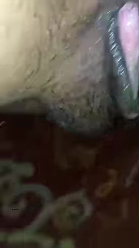 Desi cute Bhabhi video