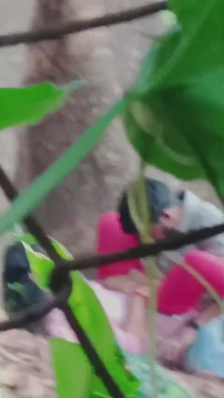 desi lovers sex in ooty reserve forest spy