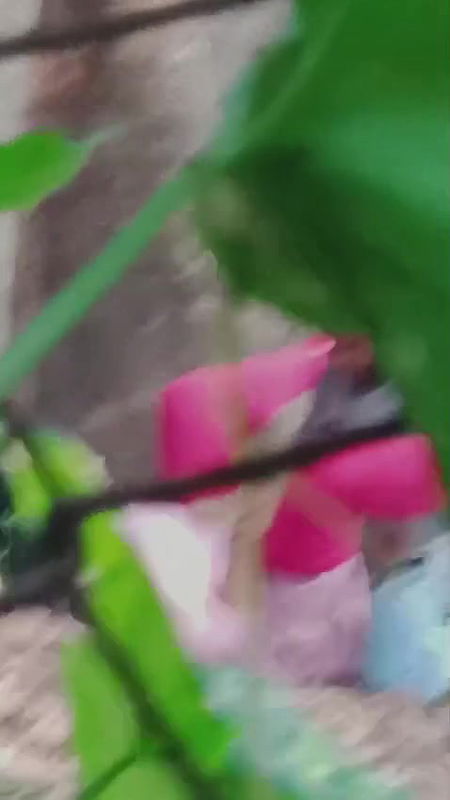 desi lovers sex in ooty reserve forest spy