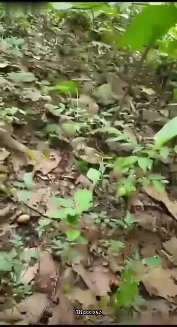 Village hairy randi blowjob and sex in jungle