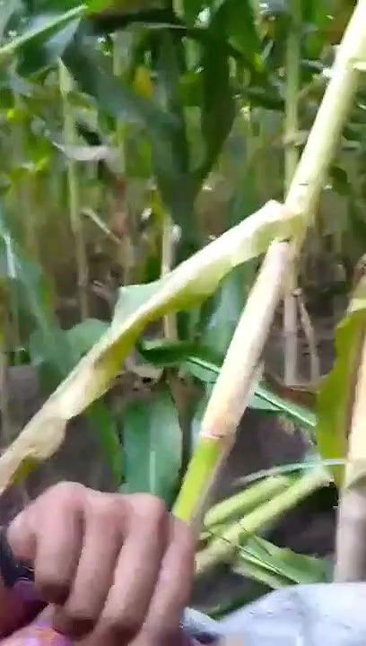 Bangali sister outdoor fucking