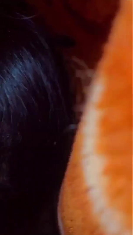 Desi new ananya blowjob