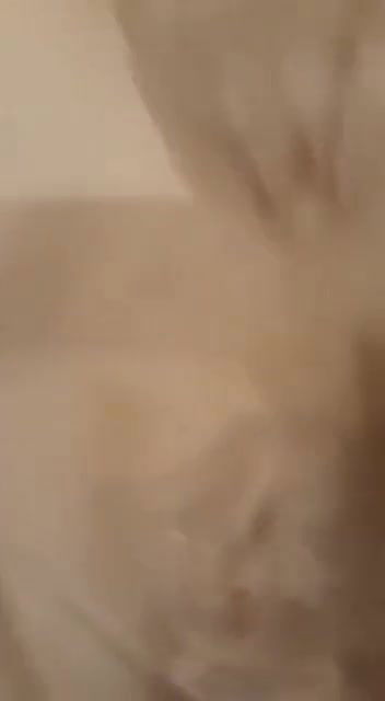 Sexy Chubby Wife Giving Blowjob