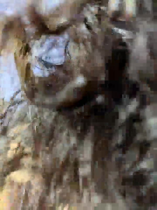 Desi cute girl ap video collection