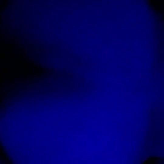 vasaviclearfacedoggy