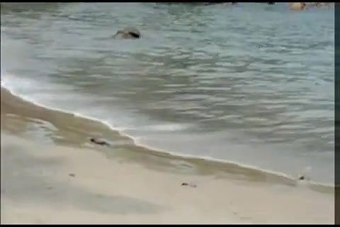 outdoorasss howinbeachbydesi