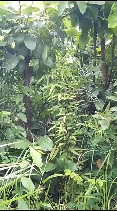 Indian village girl outdoor fucking