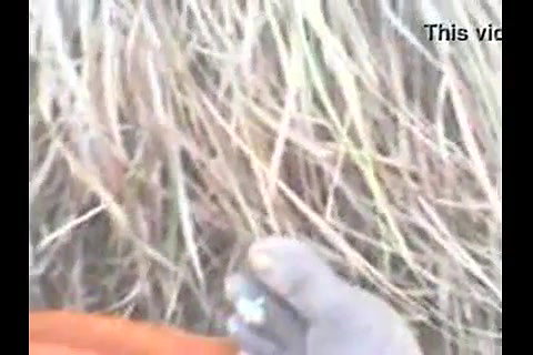 vijaymala telugu aunty fucking in field with lover 1