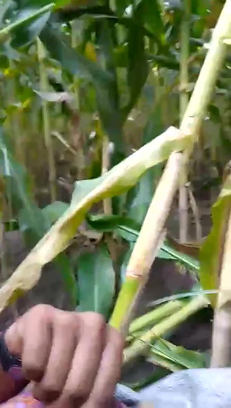 pakistani bhabhi ko khet me lejakar pela