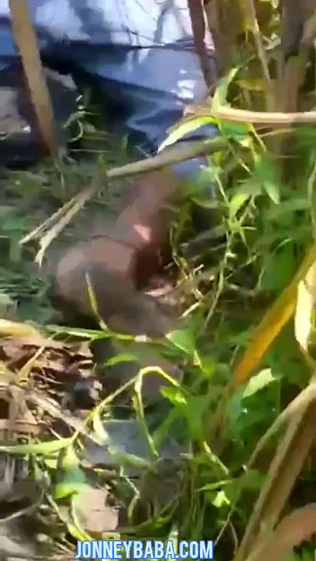 Hidden lust new desi outdoor fucking