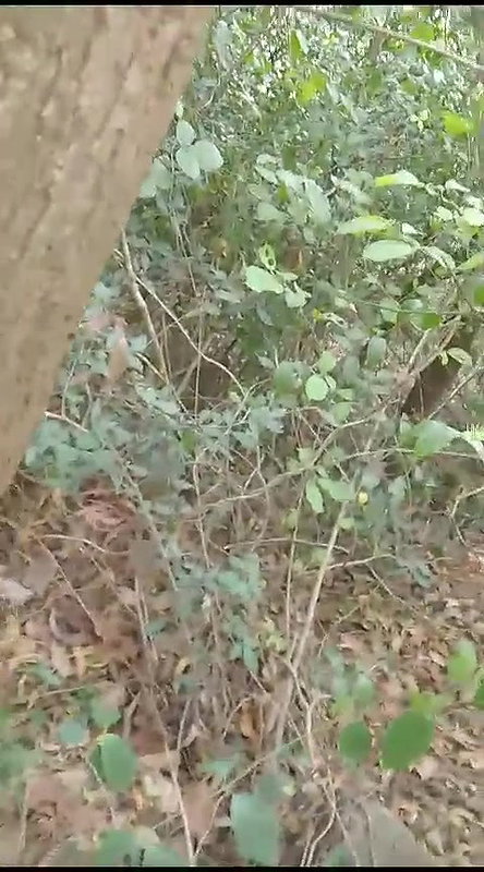 village xxx girl pussy fucking in jungle viral sex