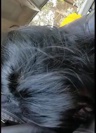 college couple foreplay and blowjob inside car