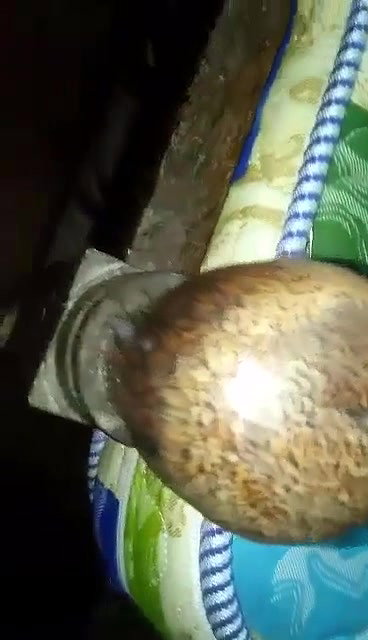 Bed K Danda Choot Main Dala