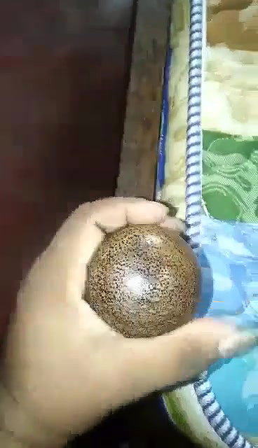 Bed K Danda Choot Main Dala