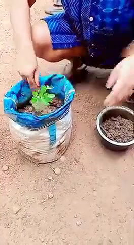 planting plants daily work desi aunty cleaning