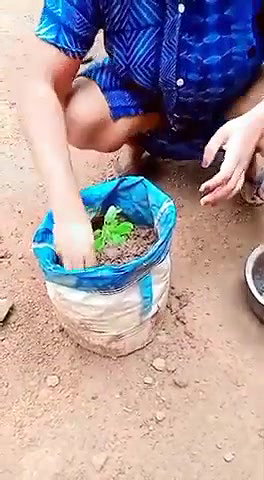 planting plants daily work desi aunty cleaning
