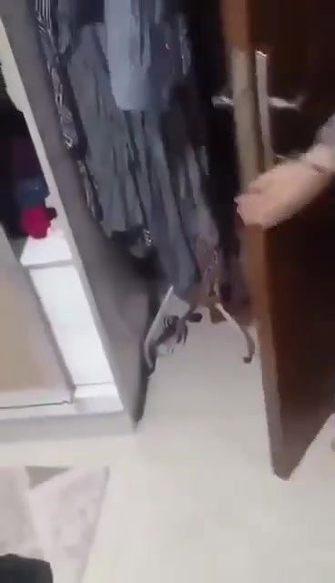 Paki Aunty K Gorey Mummay