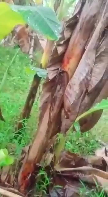 village lovers having sex in jungle