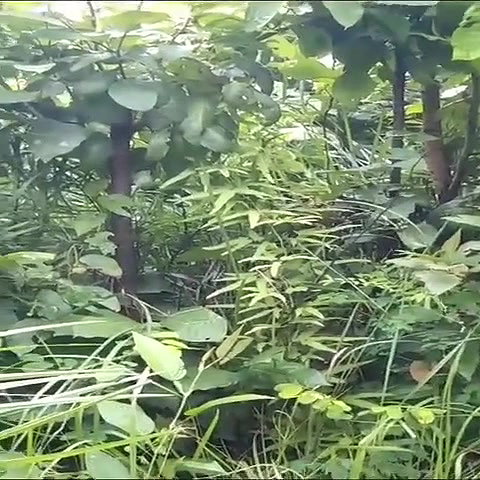 sex with chubby gf in jungle recorded by friend