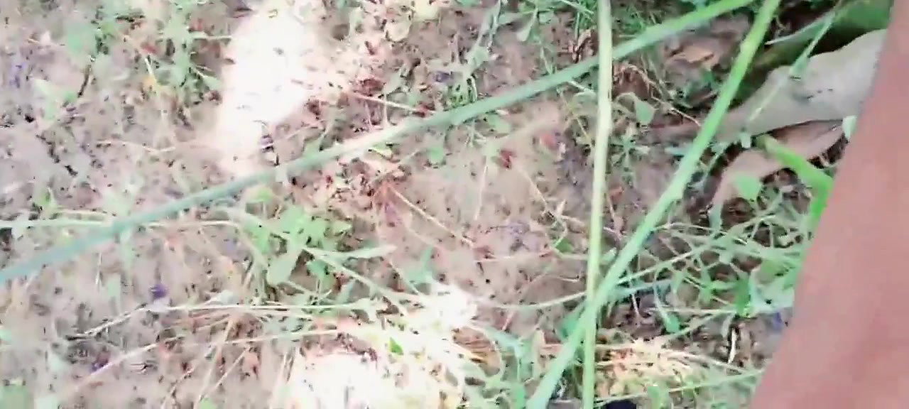 sex in open field