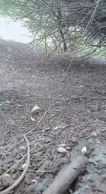 desi outdoor sex