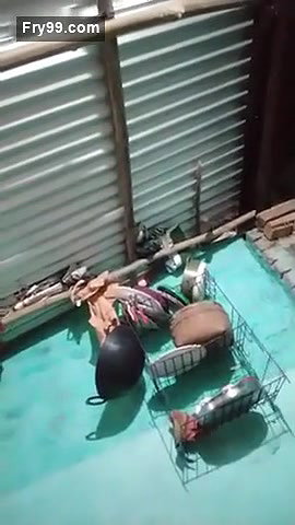 Desi village bhabi show asn pussy on live