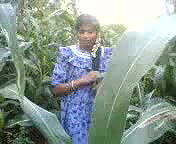 khet me chudai