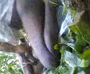 khet me chudai