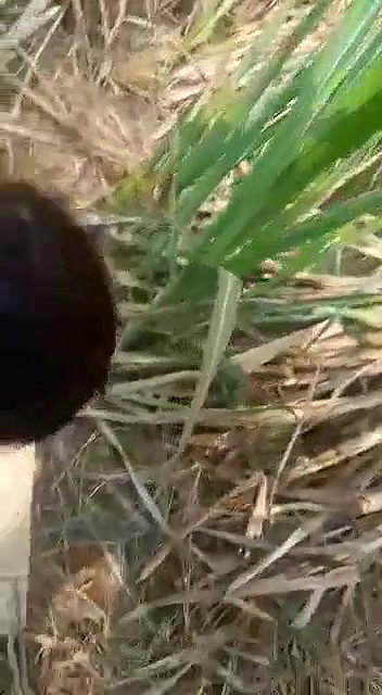 bf ne gf ki nangi video banyi
