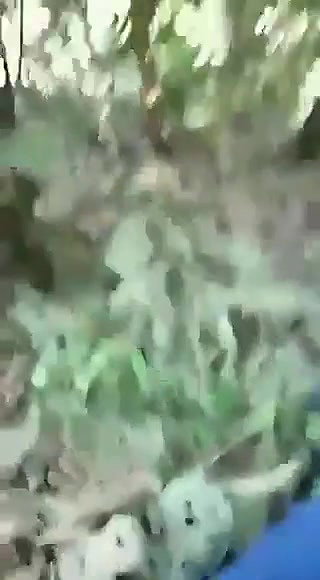 tribal girl riding bf in jungle