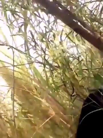 ganne ki khet mein bhabhi ke sath chudai