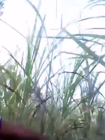 ganne ki khet mein bhabhi ke sath chudai