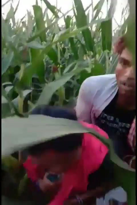 bhutta khet mein bhabhi ke sath masti