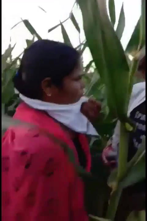 bhutta khet mein bhabhi ke sath masti