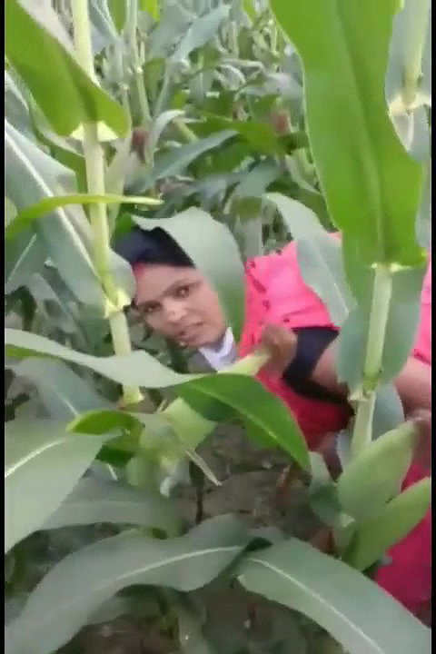 bhutta khet mein bhabhi ke sath masti
