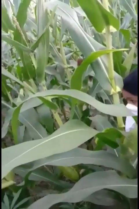 bhutta khet mein bhabhi ke sath masti