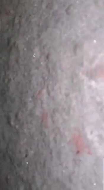 nude sex video of desi girl leaked