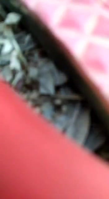 Local Randi Fucked by Young Boys