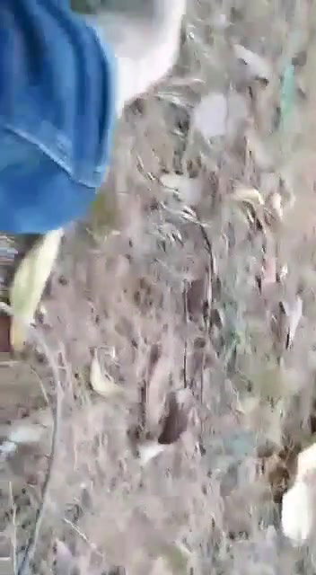 Local Randi Fucked by Young Boys