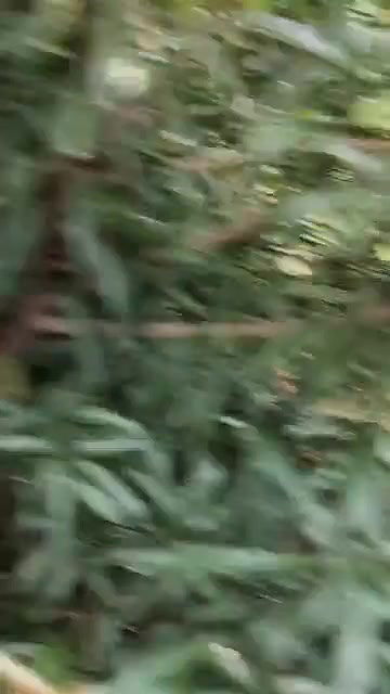 mature couple caught by young guys having sex