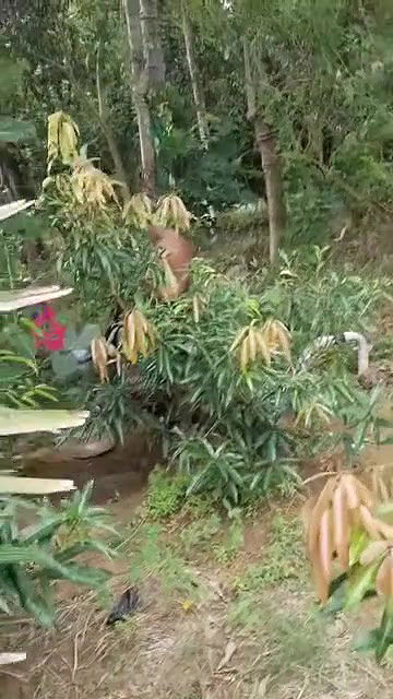 mature couple caught by young guys having sex