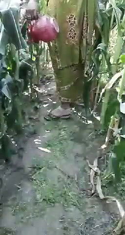 bhutte ke khet mein bhabhi ke sath chudai