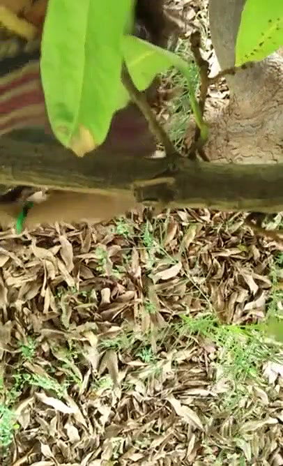 jungle mein bhabhi ko khade khade pela