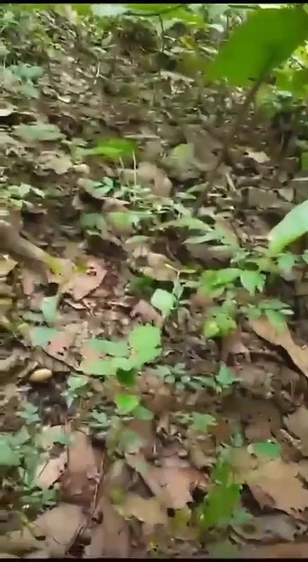 gaon ki benagli boudi ko patake choda