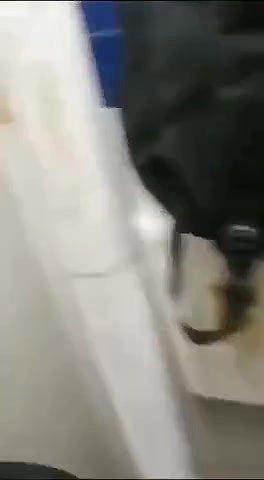 bj and sex in toilet