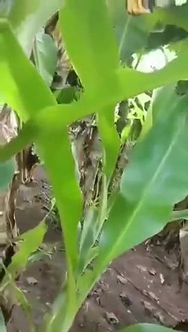 caught having sex in banana yard