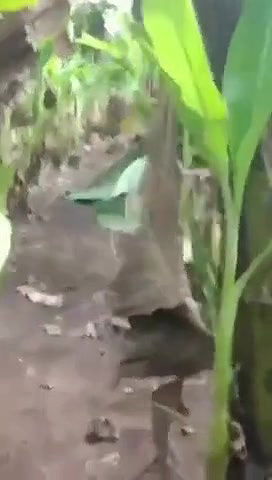 caught having sex in banana yard